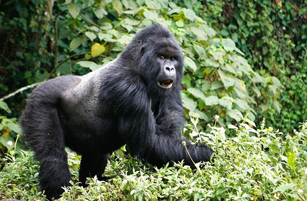 The Role of Silverbacks in Gorilla Groups