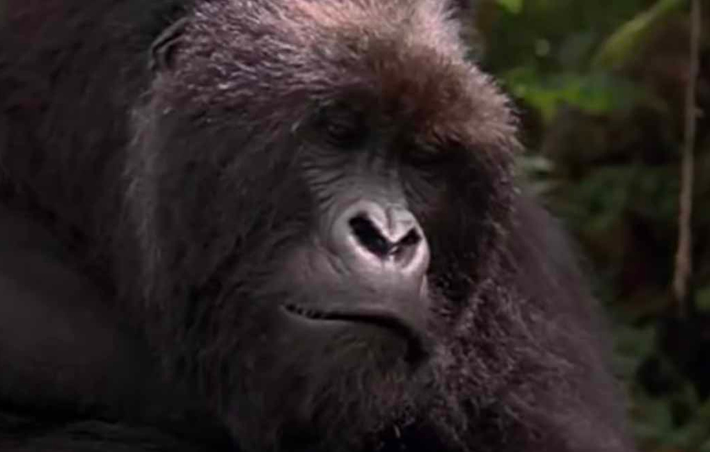 What do Mountain Gorillas Do All Day?