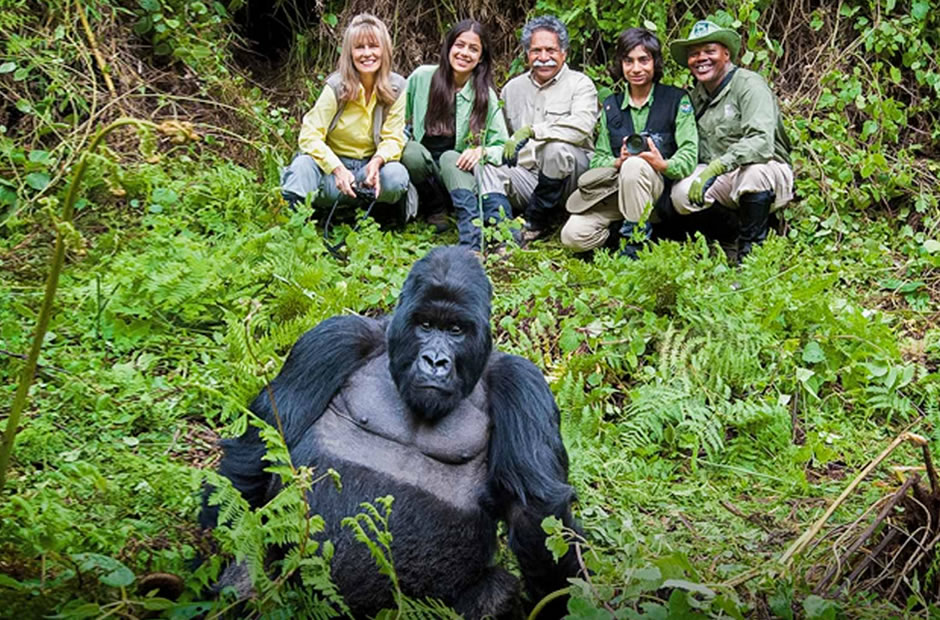 Gorilla Watching: More Gorilla Secrets Revealed