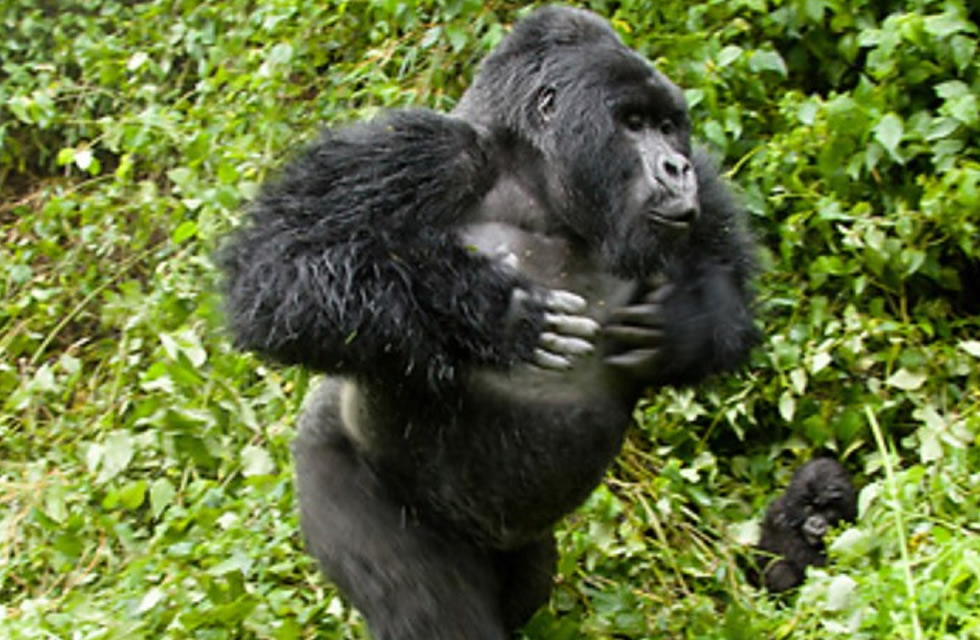 Interesting Facts About Mountain Gorillas