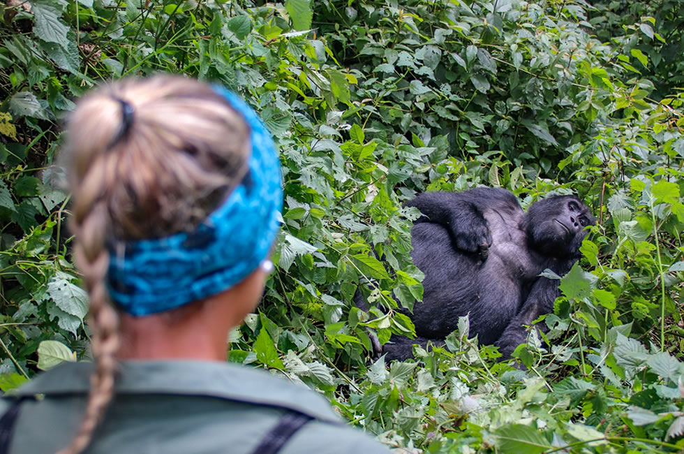 Gorilla Trekking in Uganda or Rwanda