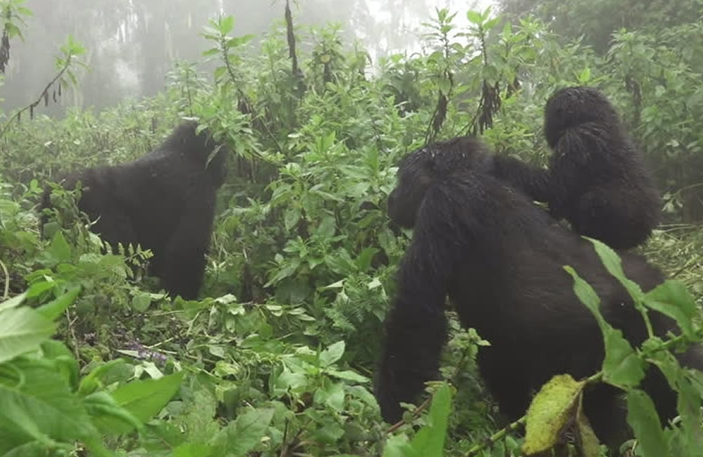 Gorilla Distribution in Africa
